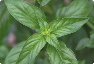 Basil 'Genovese'