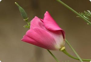 California Poppy 'Purple Gleam'