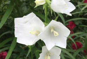 Campanula persicifolia Alba