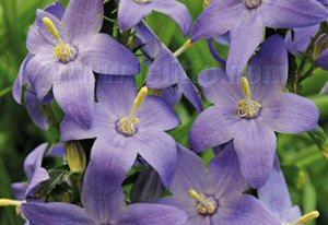 Campanula pyramidalis 'Blue'