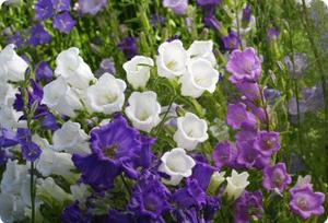 Campanula medium 'Single Mix'