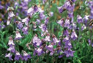 Campanula carpatica