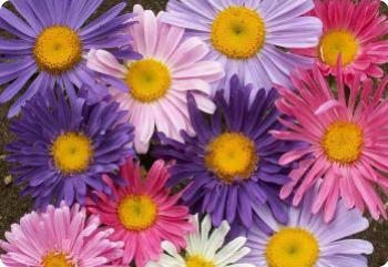 China Aster 'Single Mix'