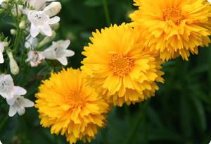 Coreopsis grandiflora 'Sunray'