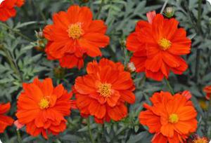 Cosmos 'Ladybird Dwarf Red'