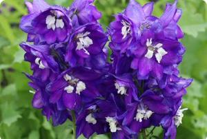 Delphinium 'Dark Blue White Bee'