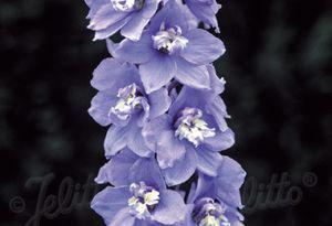 Delphinium 'Sky Blue White Bee'