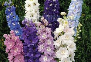 Delphinium 'Pacific Giant Mix'