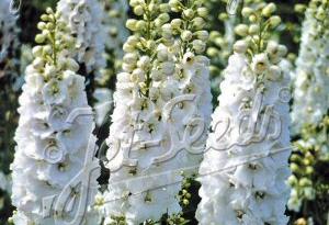 Delphinium 'Galahad'