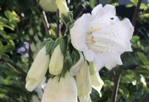 Digitalis 'Monstrosa White'