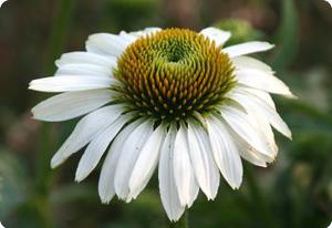 Echinacea purpurea 'White Swan'