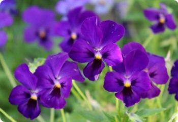 groundcovers from seed