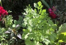 cilantro seeds