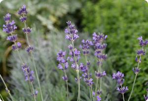Lavender 'Vera'