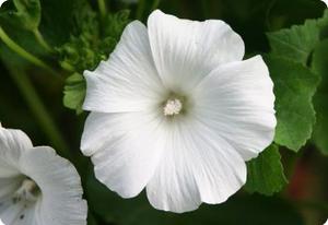 Lavatera trimestris 'Mont Blanc'