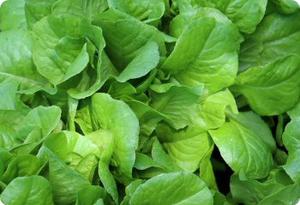 Lettuce 'Buttercrunch'