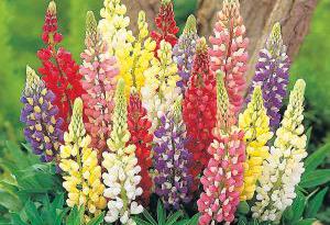 Lupine 'Russell Hybrids'