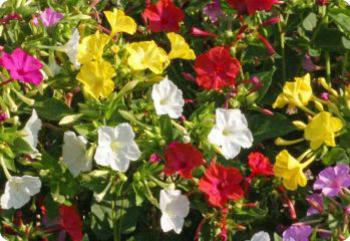 mirabilis jalapa mix