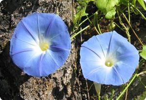 Morning Glory 'Heavenly Blue'