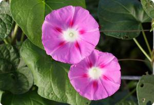 Morning Glory 'Stellar Pink'