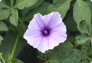 Ipomoea transvaalensis