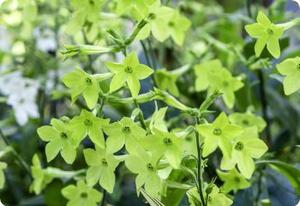 Nicotiana 'Lime Green'