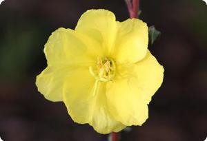 Oenothera odorata 'Lemon Sunset'