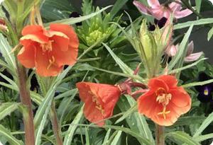 Oenothera 'Sunset Boulevard'