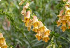 digitalis seeds