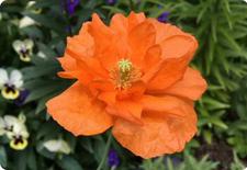 papaver seeds