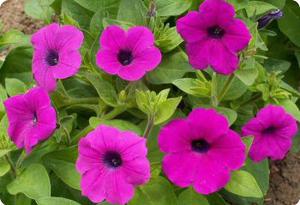 petunia integrifolia