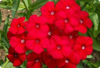 phlox drummondii red