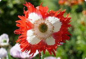 Poppy 'Danish Flag'