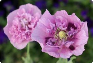 Poppy 'Double Purple'