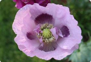Poppy 'Elka White'