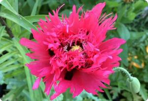 Poppy 'Imperial Pink'