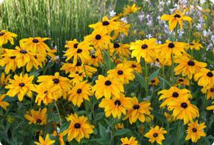 Rudbeckia hirta Indian Summer