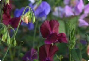 Sweet Pea 'Royal Family'