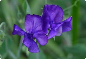 Sweet Pea 'Royal Navy Blue'