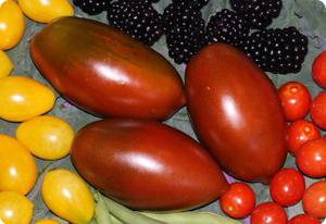 Tomato 'Black Icicle'