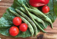 pole bean seeds