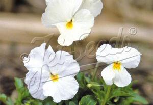 Viola 'White Perfection'