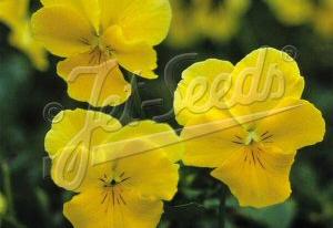 Viola 'Lutea Splendens'
