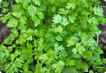 Winter Chervil